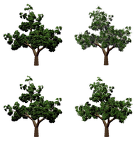 GTP-Internal/trunk/Webpage/NOF/gtp_webpage/Assets/trees-contrast.png
