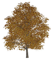 tree-autumn