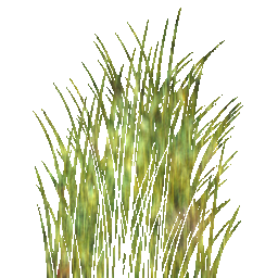 GTP/trunk/Lib/Illum/IBRBillboardCloudTrees/OGRE/media/materials/textures/gras_02.png