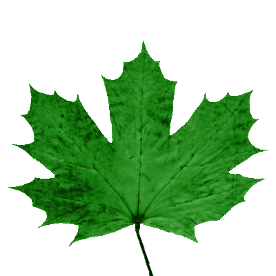 GTP/trunk/Lib/Illum/IBRBillboardCloudTrees/OGRE/media/acer/leaves/acer_saccarinum_leaf.png