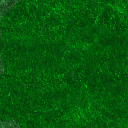 OGRE/trunk/resources/textures/TO_SORT/TEXTURE_ARCHIVE/GRASS/GRASS022.GIF