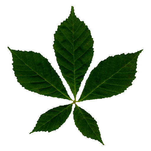 GTP/trunk/Lib/Illum/IBRBillboardCloudTrees/OGRE/media/chestnut/leaves/castanea_sativa_leaf.png