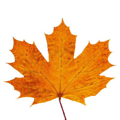 GTP/trunk/Lib/Illum/IBRBillboardCloudTrees/OGRE/media/acer/leaves/acer_saccarinum_leaf_autumn.png