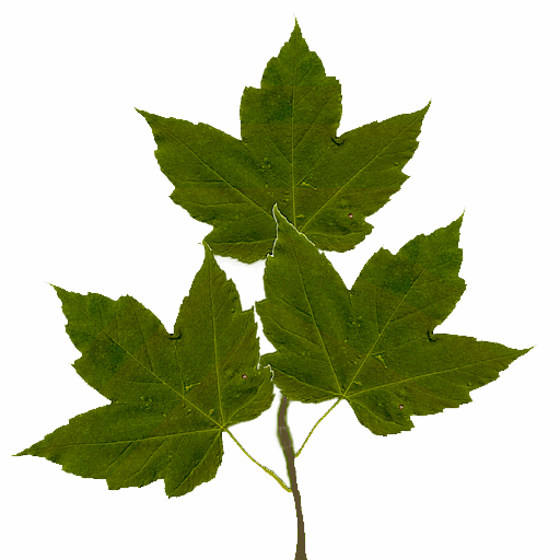 GTP/trunk/Lib/Illum/IBRBillboardCloudTrees/OGRE/media/maple/leaves/maple_leaf.png